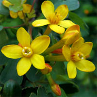 Thumbnail Picture of Ribes aureum var. gracillimum