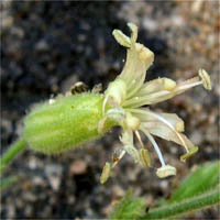 Thumbnail Picture of Silene verecunda