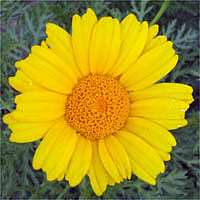 Thumbnail Picture of Glebionis coronaria