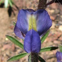 Thumbnail Picture of Lupinus sparsiflorus