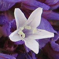 Thumbnail Picture of Limonium perezii