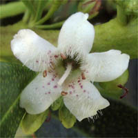 Thumbnail Picture of Myoporum