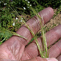 Thumbnail Picture of Purple Needlegrass