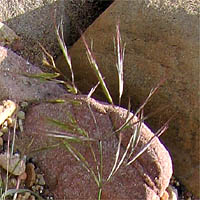 Thumbnail Picture of Bromus diandrus