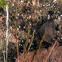 Thumbnail Picture of Aristida adscensionis