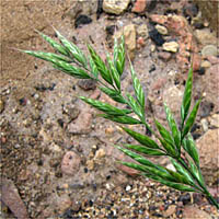 Thumbnail Picture of Bromus hordeaceus