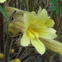 Thumbnail Picture of Franciscan Broomrape