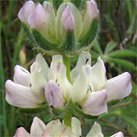 Thumbnail Picture of Lupinus microcarpus var. microcarpus