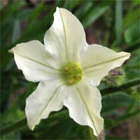 Thumbnail Picture of Nicotiana quadrivalvis