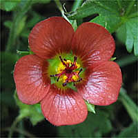 Thumbnail Picture of Bristly Mallow