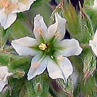 Thumbnail Picture of San Fernando Valley Spineflower