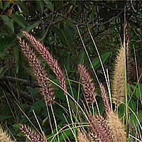 Thumbnail Picture of Pennisetum setaceum