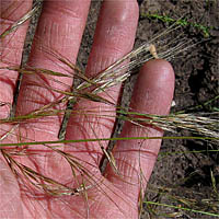 Thumbnail Picture of Stipa lepida