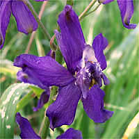 Thumbnail Picture of Delphinium parryi ssp. parryi