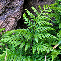 Thumbnail Picture of Aspidotis californica