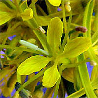 Thumbnail Picture of Stanleya pinnata var. pinnata