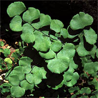 Thumbnail Picture of Adiantum jordanii