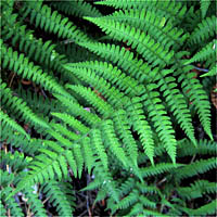 Thumbnail Picture of Dryopteris arguta