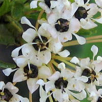 Thumbnail Picture of Ceanothus cuneatus var. cuneatus