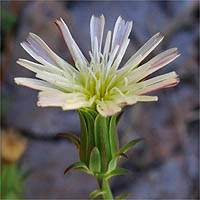 Thumbnail Picture of Rafinesquia californica