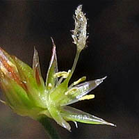 Thumbnail Picture of Juncus dubius