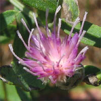 Thumbnail Picture of Rhaponticum repens