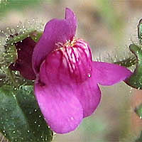 Thumbnail Picture of Antirrhinum nuttallianum