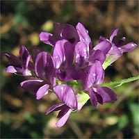 Thumbnail Picture of Medicago sativa