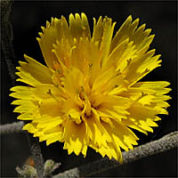 Thumbnail Picture of Hieracium argutum