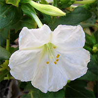 Thumbnail Picture of Mirabilis jalapa var. jalapa