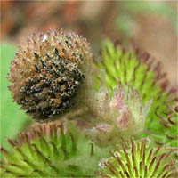 Thumbnail Picture of Xanthium strumarium