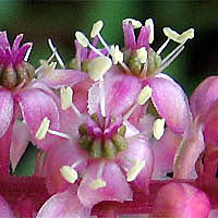 Thumbnail Picture of American pokeweed