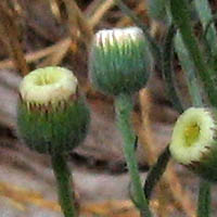 Thumbnail Picture of Erigeron bonariensis