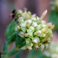 Thumbnail Picture of Plummer's Baccharis