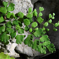 Thumbnail Picture of Adiantum capillus-veneris