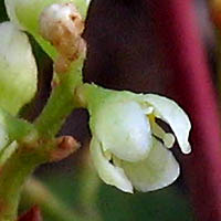Thumbnail Picture of Schinus terebinthifolia