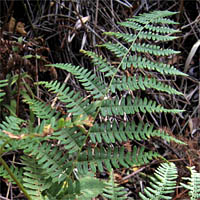 Thumbnail Picture of Pteridium aquilinum var. pubescens