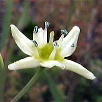 Thumbnail Picture of Muilla maritima