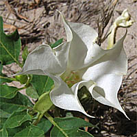 Thumbnail Picture of Datura stramonium