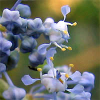 Thumbnail Picture of Ceanothus leucodermis