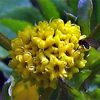 Thumbnail Picture of Sanicula arguta