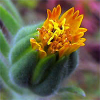 Thumbnail Picture of Achyrachaena mollis