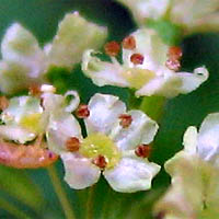 Thumbnail Picture of Sweet Cicely