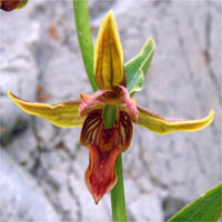 Thumbnail Picture of Epipactis gigantea