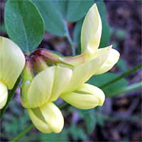 Thumbnail Picture of Large-flowered Lotus