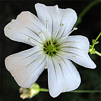 Thumbnail Picture of Gypsophila elegans