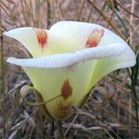 Thumbnail Picture of Calochortus venustus