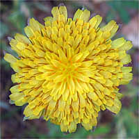 Thumbnail Picture of Mountain Dandelion