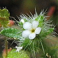 Thumbnail Picture of Cryptantha microstachys