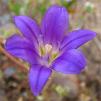 Thumbnail Picture of Brodiaea terrestris ssp. kernensis